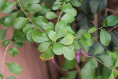 Altın çiy damlaları, Vanillier de Cayenne, Durante elbisesi, Violeteira, Pingo de Ouro, Durantas verdes - Duranta erecta - Verbenaceae