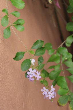 Altın çiy damlaları, Vanillier de Cayenne, Durante elbisesi, Violeteira, Pingo de Ouro, Durantas verdes - Duranta erecta - Verbenaceae