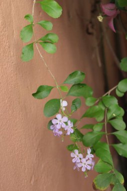 Altın çiy damlaları, Vanillier de Cayenne, Durante elbisesi, Violeteira, Pingo de Ouro, Durantas verdes - Duranta erecta - Verbenaceae