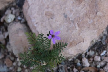 Touchyan leylekleri faturası, Bec de grue de Touchy, rodium de Touchyan, Erodio de Touchyan, Beco de grulla de Touchy, Becco di gru di Touchyan - Erodium touchyanum - Geraniaceae
