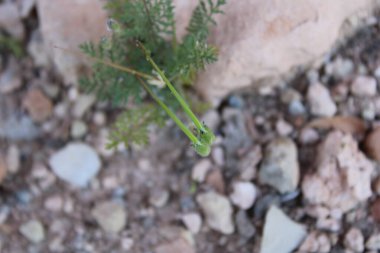 Touchyan leylekleri faturası, Bec de grue de Touchy, rodium de Touchyan, Erodio de Touchyan, Beco de grulla de Touchy, Becco di gru di Touchyan - Erodium touchyanum - Geraniaceae