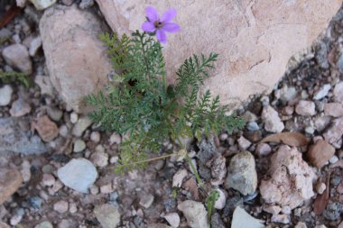 Touchyan leylekleri faturası, Bec de grue de Touchy, rodium de Touchyan, Erodio de Touchyan, Beco de grulla de Touchy, Becco di gru di Touchyan - Erodium touchyanum - Geraniaceae