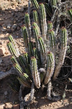 Gum spurge, Euphorbe  gomme, Euphorbe mdicinal, Cardn moruno - Euphorbia officinarum - Euphorbiaceae, Euphorbiaces