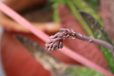 Yuvarlak uçlu aloe, ventail Granuleux, Bredasdorp gasteria, keeled gasteria - Gasteria Carinata - Asphodelaceae, Asphodlaces