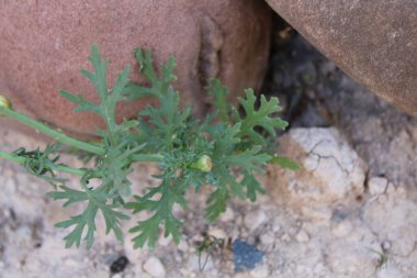 Crown Daisy, Garland chrysanthemum, Glbionide couronne, Chrysanthme  couronnes, Crisantemo silvestre, Margherita coronata - Glebionis coronaria - Asteraceae, Astraces