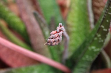 Yuvarlak uçlu aloe, ventail Granuleux, Bredasdorp gasteria, keeled gasteria - Gasteria Carinata - Asphodelaceae, Asphodlaces