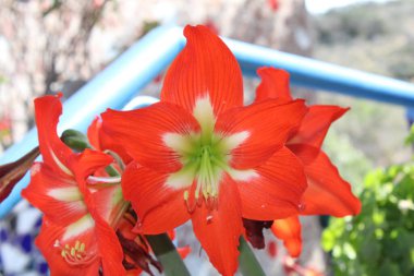 Scarlet Hippeastrum, Fire Starter, Hippastre carlate, Hippeastrum escarlata, Ceboleta roja, Hipeastrum carminio, Hippeastrum carmesim - Hippeastrum puniceum - Amaryllidaceae