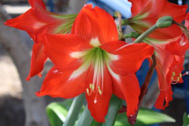 Scarlet Hippeastrum, Fire Starter, Hippastre carlate, Hippeastrum escarlata, Ceboleta roja, Hipeastrum carminio, Hippeastrum carmesim - Hippeastrum puniceum - Amaryllidaceae
