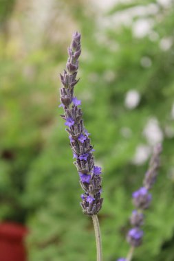 Fransız lavantası, Toothed lavanta, Lavande dente, Gezhnter Lavendel, Lavanda francesa, Alhucema rizada, Spigo nardo - Lavandula dentata - Lamiaceae