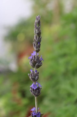 Fransız lavantası, Toothed lavanta, Lavande dente, Gezhnter Lavendel, Lavanda francesa, Alhucema rizada, Spigo nardo - Lavandula dentata - Lamiaceae
