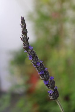 Fransız lavantası, Toothed lavanta, Lavande dente, Gezhnter Lavendel, Lavanda francesa, Alhucema rizada, Spigo nardo - Lavandula dentata - Lamiaceae