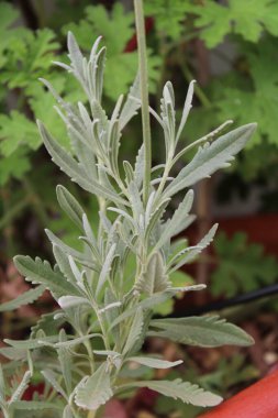 Fransız lavantası, Toothed lavanta, Lavande dente, Gezhnter Lavendel, Lavanda francesa, Alhucema rizada, Spigo nardo - Lavandula dentata - Lamiaceae