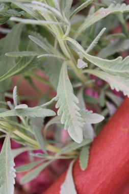 Fransız lavantası, Toothed lavanta, Lavande dente, Gezhnter Lavendel, Lavanda francesa, Alhucema rizada, Spigo nardo - Lavandula dentata - Lamiaceae