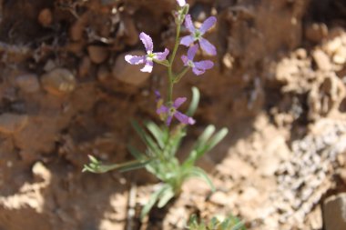 Akşam kokuları, Girofle masalları, Matthiole odorante, Langkronblttrige Levkoje, Viola marina, Alili, Coronilla - Matthiola longipetala - Brassicaceae