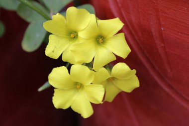 Bermuda düğün çiçeği, Afrika orman doru, Bermuda doru, düğün çiçeği oksalis, Oxalis des Bermudes, Oxalis pied de chvre - Oxalidaces, Oxalidaces, Oxalidaceae
