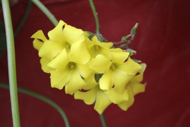 Bermuda düğün çiçeği, Afrika orman doru, Bermuda doru, düğün çiçeği oksalis, Oxalis des Bermudes, Oxalis pied de chvre - Oxalidaces, Oxalidaces, Oxalidaceae