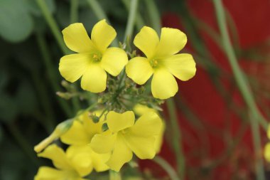 Bermuda düğün çiçeği, Afrika orman doru, Bermuda doru, düğün çiçeği oksalis, Oxalis des Bermudes, Oxalis pied de chvre - Oxalidaces, Oxalidaces, Oxalidaceae