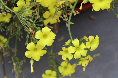 Bermuda düğün çiçeği, Afrika orman doru, Bermuda doru, düğün çiçeği oksalis, Oxalis des Bermudes, Oxalis pied de chvre - Oxalidaces, Oxalidaces, Oxalidaceae