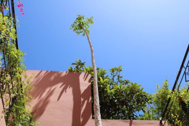 Pawpaw, Ağaç Kavunu, Papayer bildirisi, Papaia, Mamo, Papaia, Lechosa - Carica Papaya - Karikatür