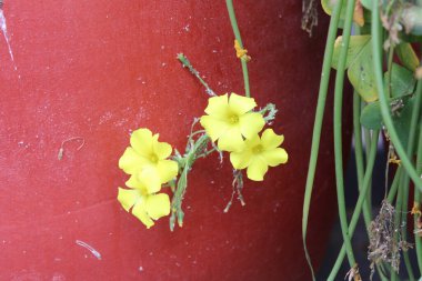 Bermuda düğün çiçeği, Afrika orman doru, Bermuda doru, düğün çiçeği oksalis, Oxalis des Bermudes, Oxalis pied de chvre - Oxalidaces, Oxalidaces, Oxalidaceae