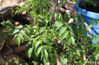 Pembe trompet, Liane orkidesi, Bignone gülü - Podranea ricasoliana - Bignoniaceae, Bignoniaces