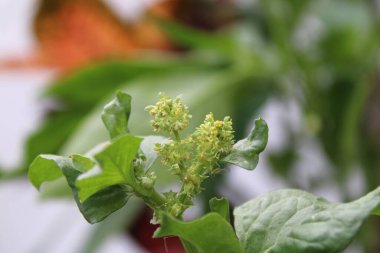 Dikenli üçlü kornerjack, Prickly dock, Rumex pineux, Dornige Emex, Spinaciastra comune, Romaza espinosa, Cargatripa - Rumex spinosus - Polygonaceae