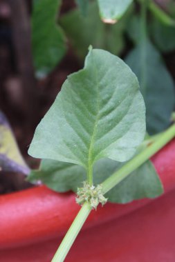 Dikenli üçlü kornerjack, Prickly dock, Rumex pineux, Dornige Emex, Spinaciastra comune, Romaza espinosa, Cargatripa - Rumex spinosus - Polygonaceae
