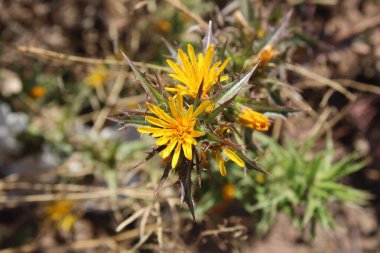 İspanyol istiridye, Altın devedikeni, Spaanse wortel, Scolyme d 'Espagne, Cardogna comune, Cangarinha, Cardillo, Tagarnina - Scolymus hispanicus - Asteraceae