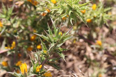 İspanyol istiridye, Altın devedikeni, Spaanse wortel, Scolyme d 'Espagne, Cardogna comune, Cangarinha, Cardillo, Tagarnina - Scolymus hispanicus - Asteraceae