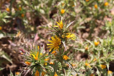 İspanyol istiridye, Altın devedikeni, Spaanse wortel, Scolyme d 'Espagne, Cardogna comune, Cangarinha, Cardillo, Tagarnina - Scolymus hispanicus - Asteraceae