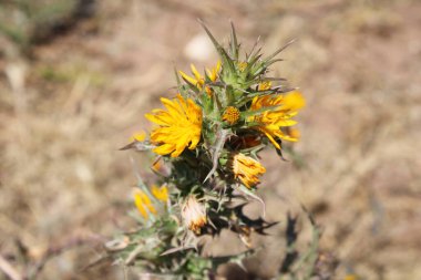 İspanyol istiridye, Altın devedikeni, Spaanse wortel, Scolyme d 'Espagne, Cardogna comune, Cangarinha, Cardillo, Tagarnina - Scolymus hispanicus - Asteraceae