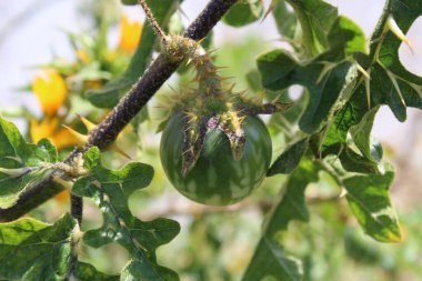 Siyah Omurga İtüzümü, Sodom Elması, Duivelsappel, Morelle de Linn, Pomme de Sodome, Pomo di Sodoma, Tomatera del diablo - Solanum linnaeanum - Solanaceae
