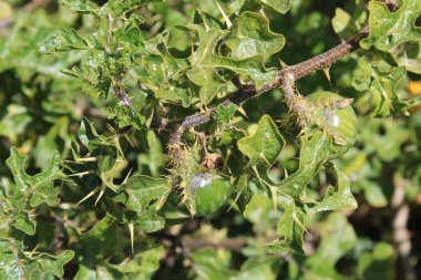 Siyah Omurga İtüzümü, Sodom Elması, Duivelsappel, Morelle de Linn, Pomme de Sodome, Pomo di Sodoma, Tomatera del diablo - Solanum linnaeanum - Solanaceae