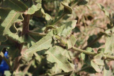 Scallop geriye mullein, Wavyleaf mullein, Molne feuilles sinues - Verbascum sinuatum - Scrofulariaces, Scrofulariaceae