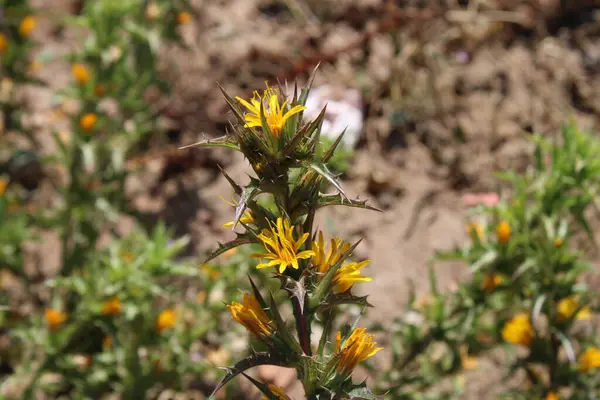 İspanyol istiridye, Altın devedikeni, Spaanse wortel, Scolyme d 'Espagne, Cardogna comune, Cangarinha, Cardillo, Tagarnina - Scolymus hispanicus - Asteraceae