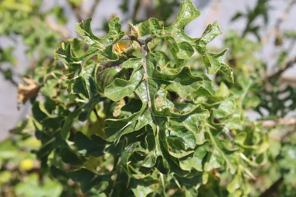 Siyah Omurga İtüzümü, Sodom Elması, Duivelsappel, Morelle de Linn, Pomme de Sodome, Pomo di Sodoma, Tomatera del diablo - Solanum linnaeanum - Solanaceae