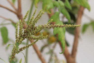 Tropik yeşil amaranth, Slender amaranth, Amarante verte, Brde paritaire blanc, Amaranthus viridis - Amaranthaceae, Amaranthaces