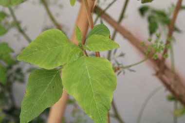 Tropik yeşil amaranth, Slender amaranth, Amarante verte, Brde paritaire blanc, Amaranthus viridis - Amaranthaceae, Amaranthaces