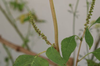Tropik yeşil amaranth, Slender amaranth, Amarante verte, Brde paritaire blanc, Amaranthus viridis - Amaranthaceae, Amaranthaces