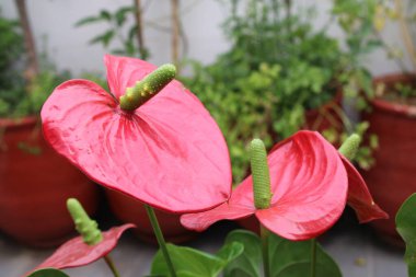 Flamingo zambağı, Langue de feu, Anthurium d 'Andr, Antrio Vermelho, Lengua del diablo - Anthurium andraeanum - Araceae