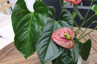 Flamingo zambağı, Langue de feu, Anthurium d 'Andr, Antrio Vermelho, Lengua del diablo - Anthurium andraeanum - Araceae