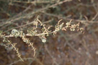 Saltbush, Arroche halime, pourpier de mer, arroche marine, fessecul - Atriplex halimus - Amaranthaceae, Amaranthaces