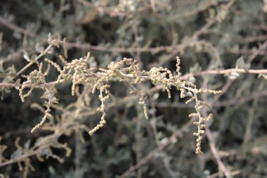 Saltbush, Arroche halime, pourpier de mer, arroche marine, fessecul - Atriplex halimus - Amaranthaceae, Amaranthaces