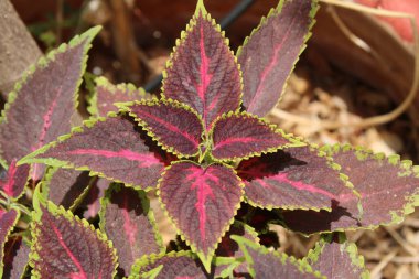 Flybush, Hullwort, Scutellaria Coleus, Plectranthe fausse scutellaire, Colus - Plectranthus scutellarioides, Coleus scutellarioides, Solenostemon scutellarioides, Coleus blumei - Lamiaceae, Lamiaces