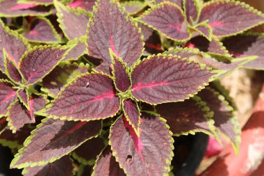 Flybush, Hullwort, Scutellaria Coleus, Plectranthe fausse scutellaire, Colus - Plectranthus scutellarioides, Coleus scutellarioides, Solenostemon scutellarioides, Coleus blumei - Lamiaceae, Lamiaces