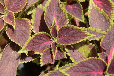 Flybush, Hullwort, Scutellaria Coleus, Plectranthe fausse scutellaire, Colus - Plectranthus scutellarioides, Coleus scutellarioides, Solenostemon scutellarioides, Coleus blumei - Lamiaceae, Lamiaces