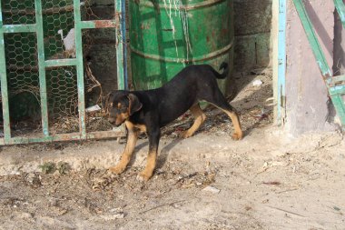 Fas 'lı Başıboş Yavru Köpek Çöp Kutusunun yanında Yiyecek Arıyor