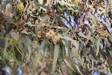 Camaldol Red Gum, Camaldol Nehri Ökaliptüs, Gommier de Camaldoli, Okaliptus ruju, Roter Eukalyptus, Eucalipto rostrato, Eucalipto vermelho, Eucalipto rojo - Ökliptus Camaldulensis - Myrtaceae