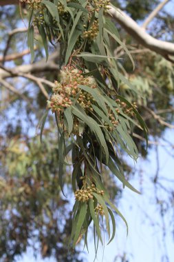 Camaldol Red Gum, Camaldol Nehri Ökaliptüs, Gommier de Camaldoli, Okaliptus ruju, Roter Eukalyptus, Eucalipto rostrato, Eucalipto vermelho, Eucalipto rojo - Ökliptus Camaldulensis - Myrtaceae