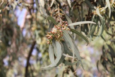 Camaldol Red Gum, Camaldol Nehri Ökaliptüs, Gommier de Camaldoli, Okaliptus ruju, Roter Eukalyptus, Eucalipto rostrato, Eucalipto vermelho, Eucalipto rojo - Ökliptus Camaldulensis - Myrtaceae